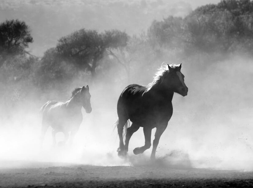 horses